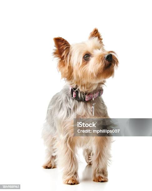 Silky Terrier Stock Photo - Download Image Now - Dog, Small, Cut Out