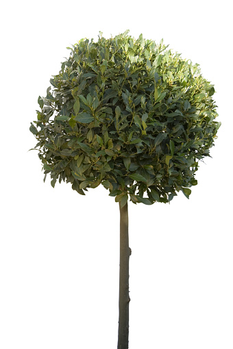 Bay tree isolated on white with a hint of sunlight tp right. Ideal for illustrating wealth.