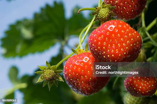 Fresas Fresca Foto de stock y más banco de imágenes de Azul - Azul, Cielo, Fresa