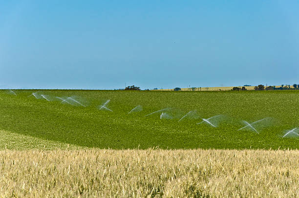 Trigo e de soja diluída - fotografia de stock