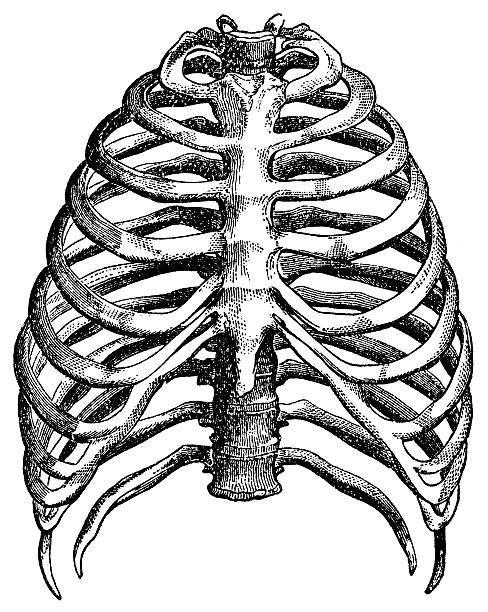 흉곽 - pencil drawing drawing anatomy human bone stock illustrations