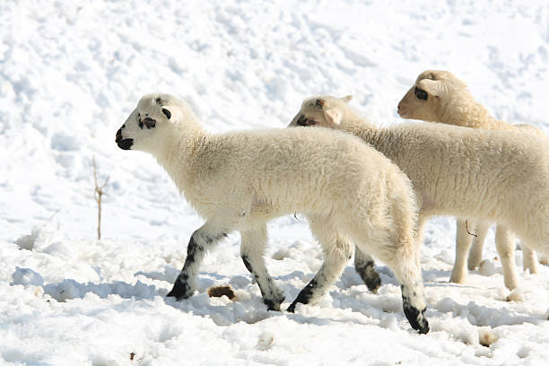 istock White lambs in the snow 184989195