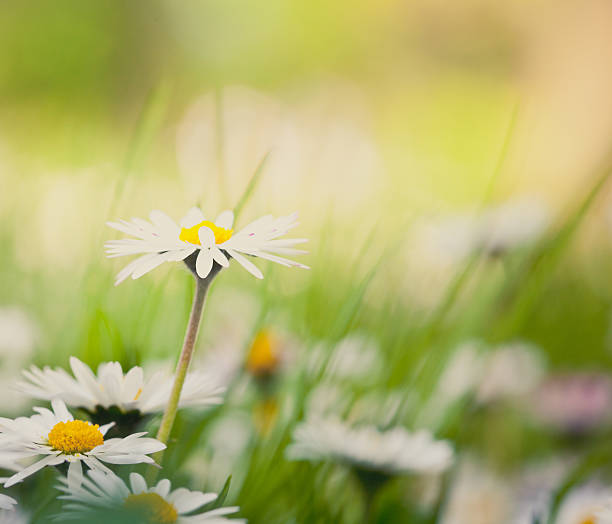 istock Daisy Flowers In A Meadow 184989432