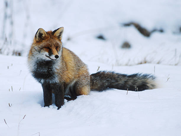 istock Beautiful fox sitting on the white snow looking at something 184989563