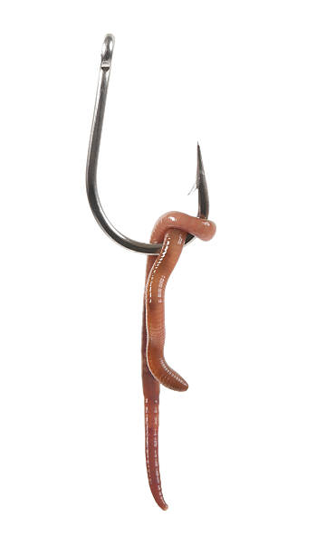istock Earthworm and Fishing Hook 184989614