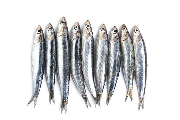 Anchovy Fishes isolated on white sardine photos stock pictures, royalty-free photos & images