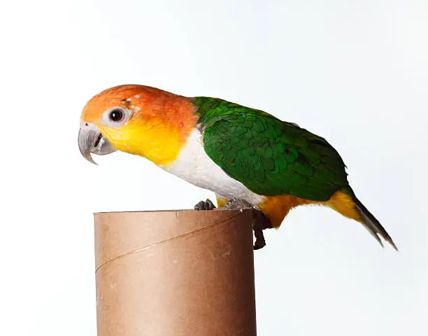 White Bellied Caique perched on a paper roll