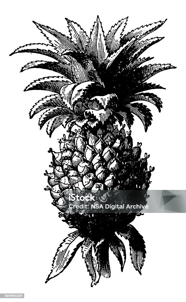 Clipart ilustración Vintage piña frutas - Ilustración de stock de Blanco - Color libre de derechos