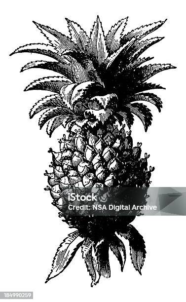 Ilustración de Clipart Ilustración Vintage Piña Frutas y más Vectores Libres de Derechos de Blanco - Color - Blanco - Color, Clip Art, Comidas y bebidas