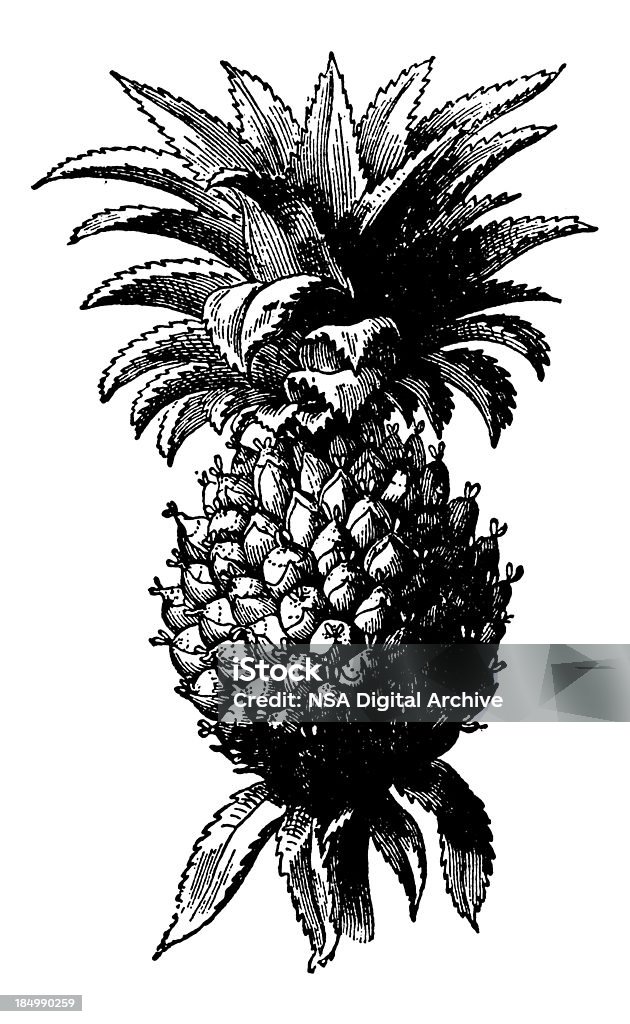 Ретро клипарта ананас фрукты иллюстрация - Стоковые иллюстрации Ананас роялти-фри