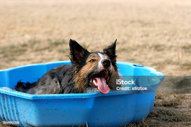 De Arrefecimento - Fotografias de stock e mais imagens de Calor - Calor, Cão, Ao Ar Livre