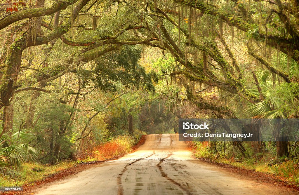 Rural road, en el sur de lowcountry cerca de la ciudad de Charleston, Carolina del Sur - Foto de stock de Musgo español libre de derechos