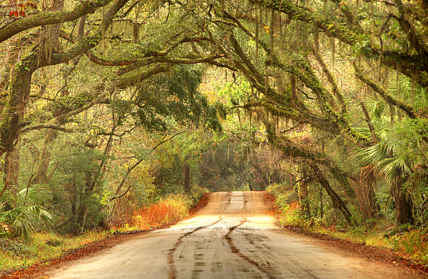 Rural southern road in the South Carolina lowcountry near Charleston Giant oak trees draped with spanish moss line a scenic road in the South Carolina lowcountry on Edisto Island near Charleston. Charleston is the oldest and second-largest city in the State of South Carolina. Charleston is known for its rich history, antebellum architecture, and distinguished restaurants edisto island south carolina stock pictures, royalty-free photos & images