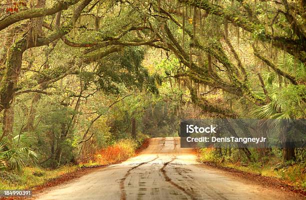 Wiejskich Southern Road W Pobliżu Charleston W Południowej Karolinie Lowcountry - zdjęcia stockowe i więcej obrazów Dąb - drzewo