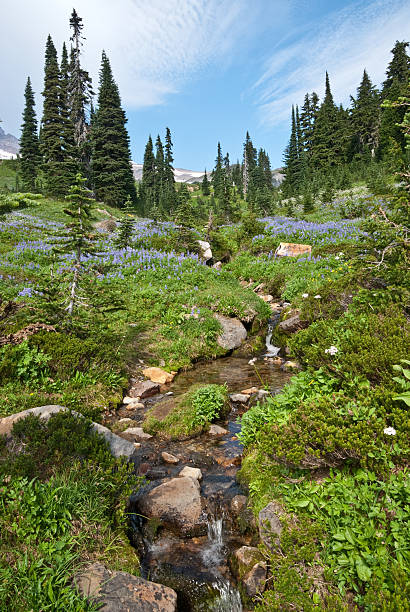 istock Creek Running Through an Alpine Meadow 184990449
