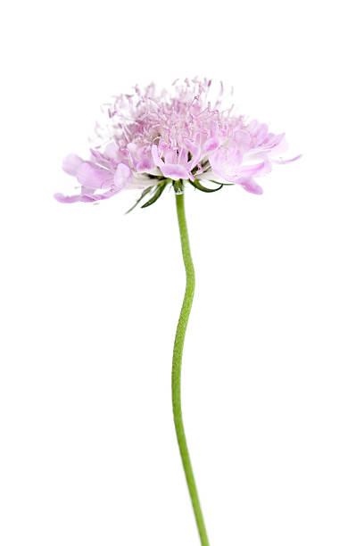 Campo escabiosa (Knautia arvensis) - foto de stock