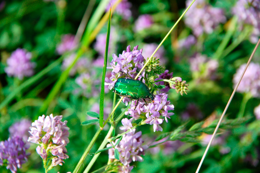 Cetonia aurata - Rose Chafer in the meadow; insect of the year 2000