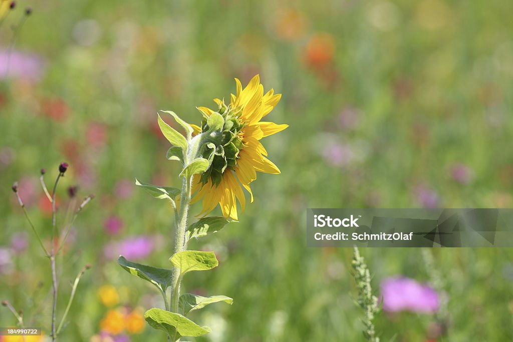 summer meadow con amarillo girasol - Foto de stock de Aire libre libre de derechos