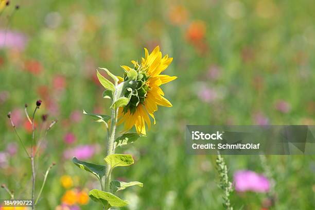 Summer Meadow Con Amarillo Girasol Foto de stock y más banco de imágenes de Aire libre - Aire libre, Amapola - Planta, Amarillo - Color