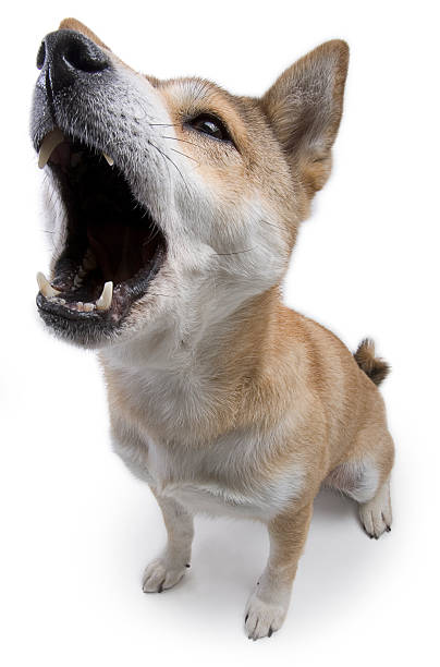 Shiba Inu Dog Howling A shiba inu dog howling. Check out the other pictures from this little pup.CLICK BELOW TO SEE MORE IN THIS SERIES: barking animal stock pictures, royalty-free photos & images