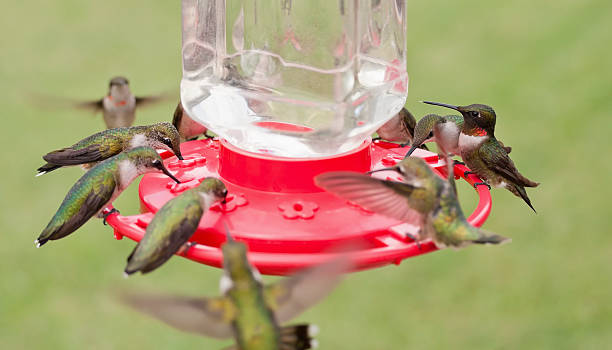 hummingbirds en el alimentador - colibrí fotografías e imágenes de stock