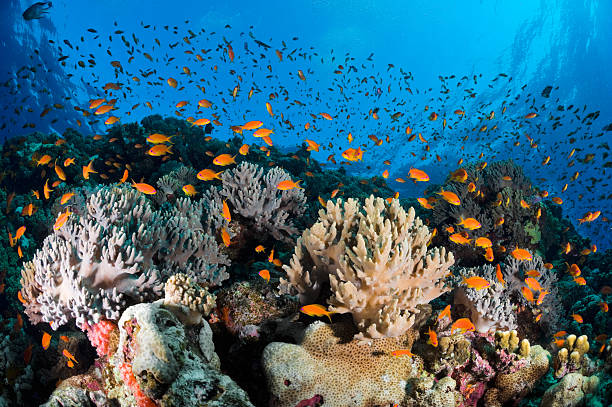 istock Saltwater Fishes 184990938