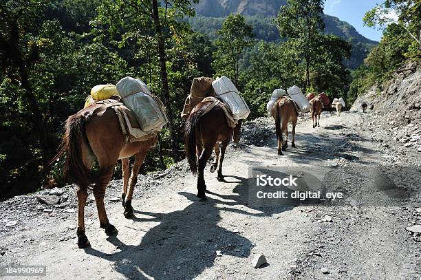 Foto de Mulas No Himalaia e mais fotos de stock de Mula - Mula, Animal, Azul