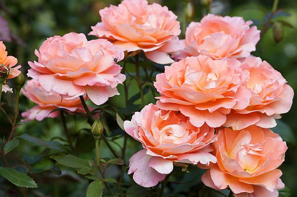 istock Rose flowers fairest cape 184991030