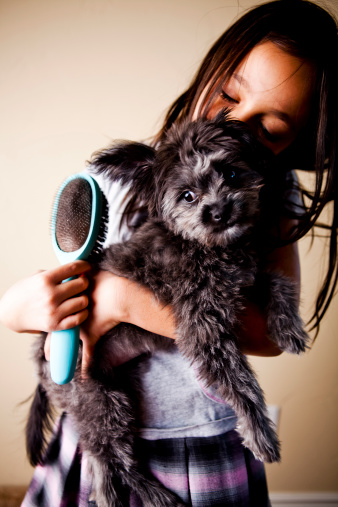 Little Girl Brushing Her Puppy Dog (Yorkie/poodle)