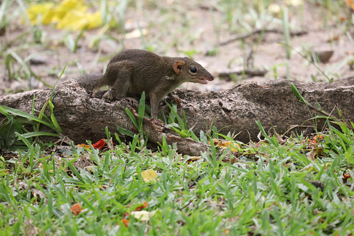 The squirrel is rest on root tree