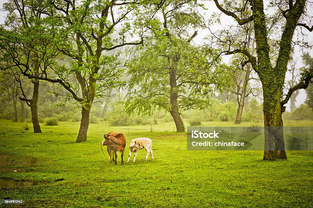 baby Kühe - Lizenzfrei Agrarbetrieb Stock-Foto