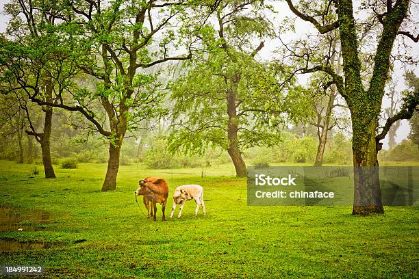 Baby Kühe Stockfoto und mehr Bilder von Agrarbetrieb - Agrarbetrieb, Ast - Pflanzenbestandteil, Baum