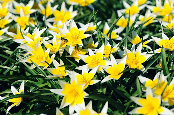 gruppo di giallo tulipani in aiuola stella bianca - star tulip foto e immagini stock