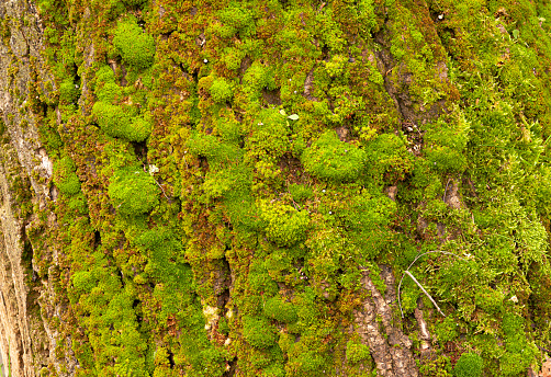Tree trunk showing colonies of moss or verdigris in a humid and shady area. Concept of roots and adaptation.