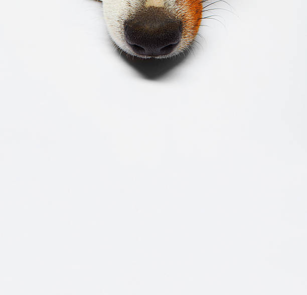 Dog Terrier lying in front of white background. animal nose stock pictures, royalty-free photos & images