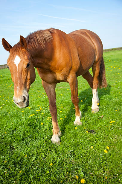 istock chestnut horse grazing 184991431