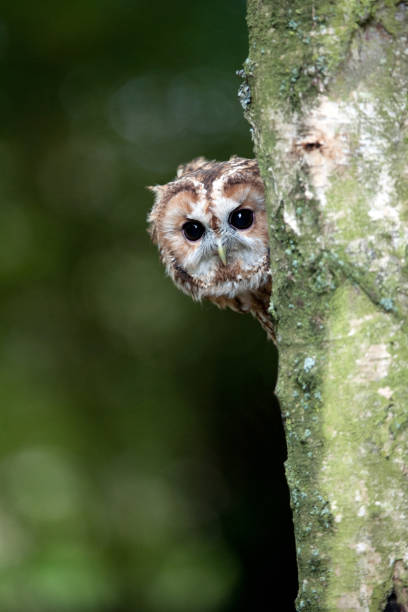 Peeping Tawny Owl stock photo