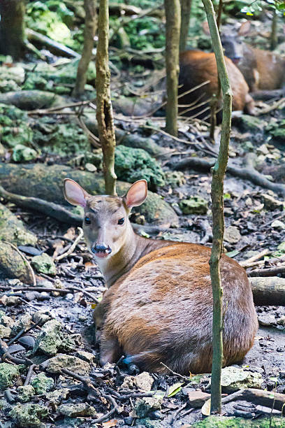 красный brocket, мазама americana - red brocket стоковые фото и изображения