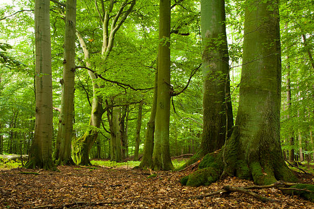 Ancient Forest of Mighty Beech Trees in Spring