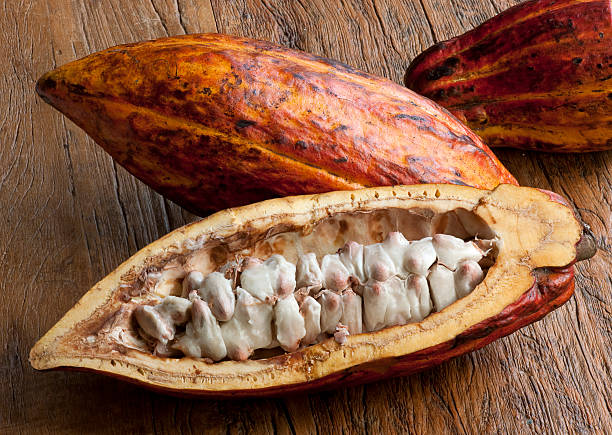 Cocoa fruit - Foodstuff "Brazilian cocoa pods and beans, reddish-skinned cocoa fruit, tropical exotic fruit on a wooden background, cocoa plantations are located in south region of state of Bahia, Brazil." theobroma stock pictures, royalty-free photos & images