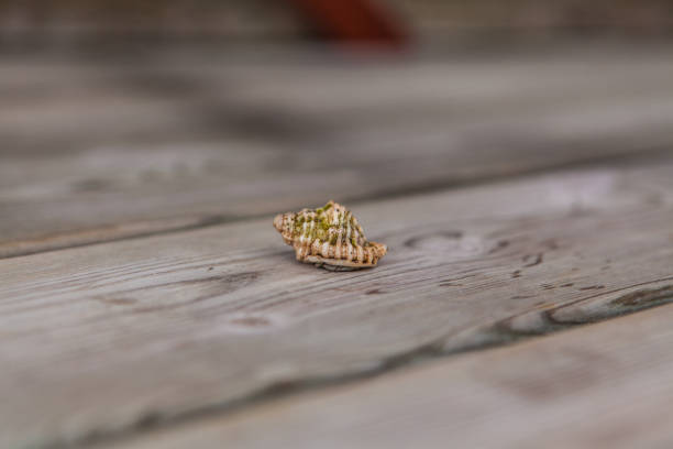 istock Maldivian crab close-up. Selective focus. 1849922848