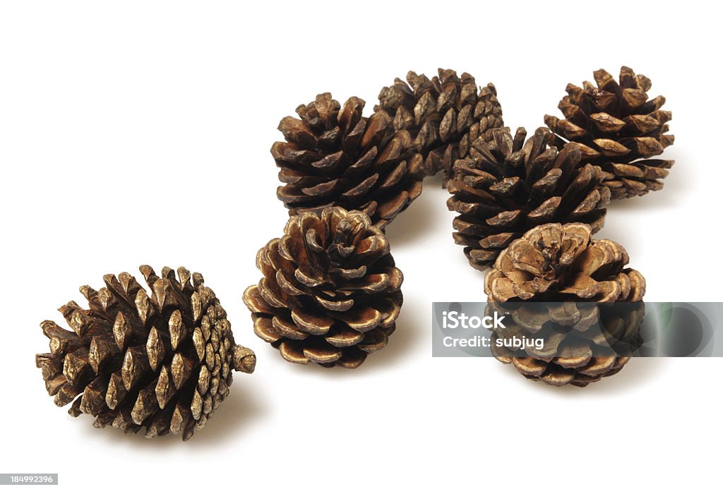 Pine cones - Royalty-free Pinha Foto de stock