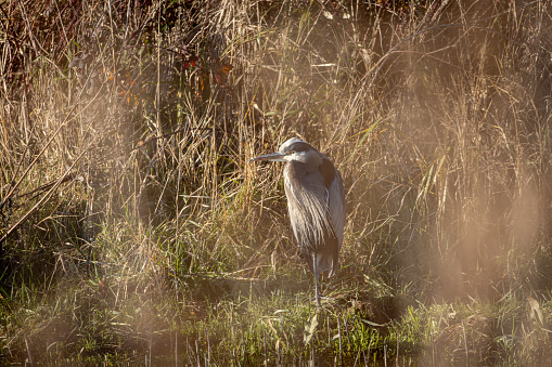 Great Blue Heron hiding in a marsh, Delta, British Columbia, Canada