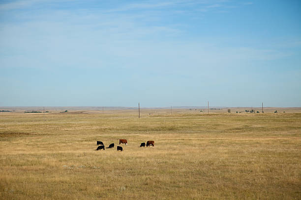 istock Cattle Grazing on South Dakota Prairie 184992577