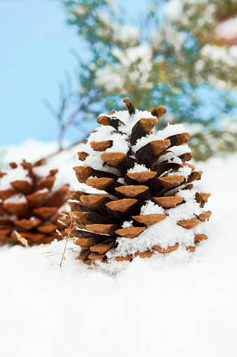 Pine Cone in Winter Snow