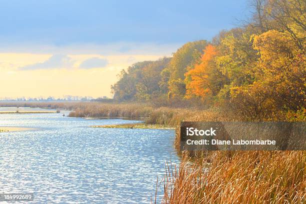 Туман Водноточка Pelee Онтарио — стоковые фотографии и другие картинки Point Pelee National Park - Point Pelee National Park, Заболоченная земля, Онтарио - Канада