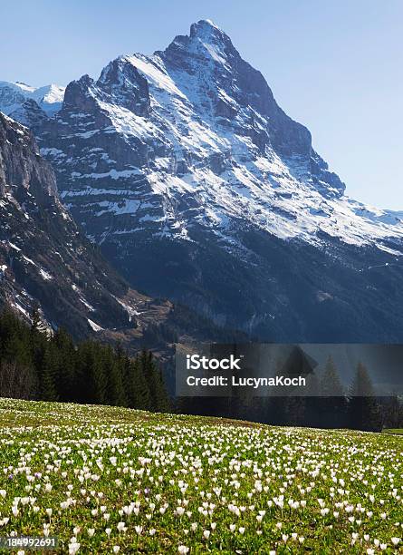 Frühling Crocus Meadow Stockfoto und mehr Bilder von Alpen - Alpen, Berg, Berggipfel