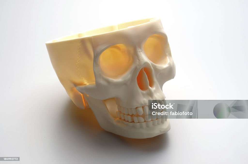 Crânio - Royalty-free Anatomia Foto de stock