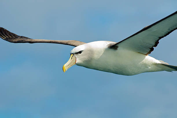 Shy Albatross stock photo