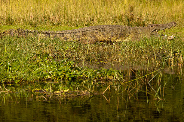 istock crocodile in green - camouflage 184992879